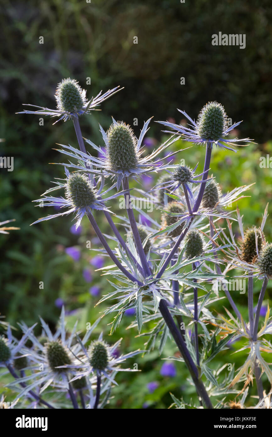 Blaue Stiele und stacheligen Hüllblätter unterstützen die Hintergrundbeleuchtung Blütenköpfe von Eryngium X zabelii "Forncett Ultra" Stockfoto