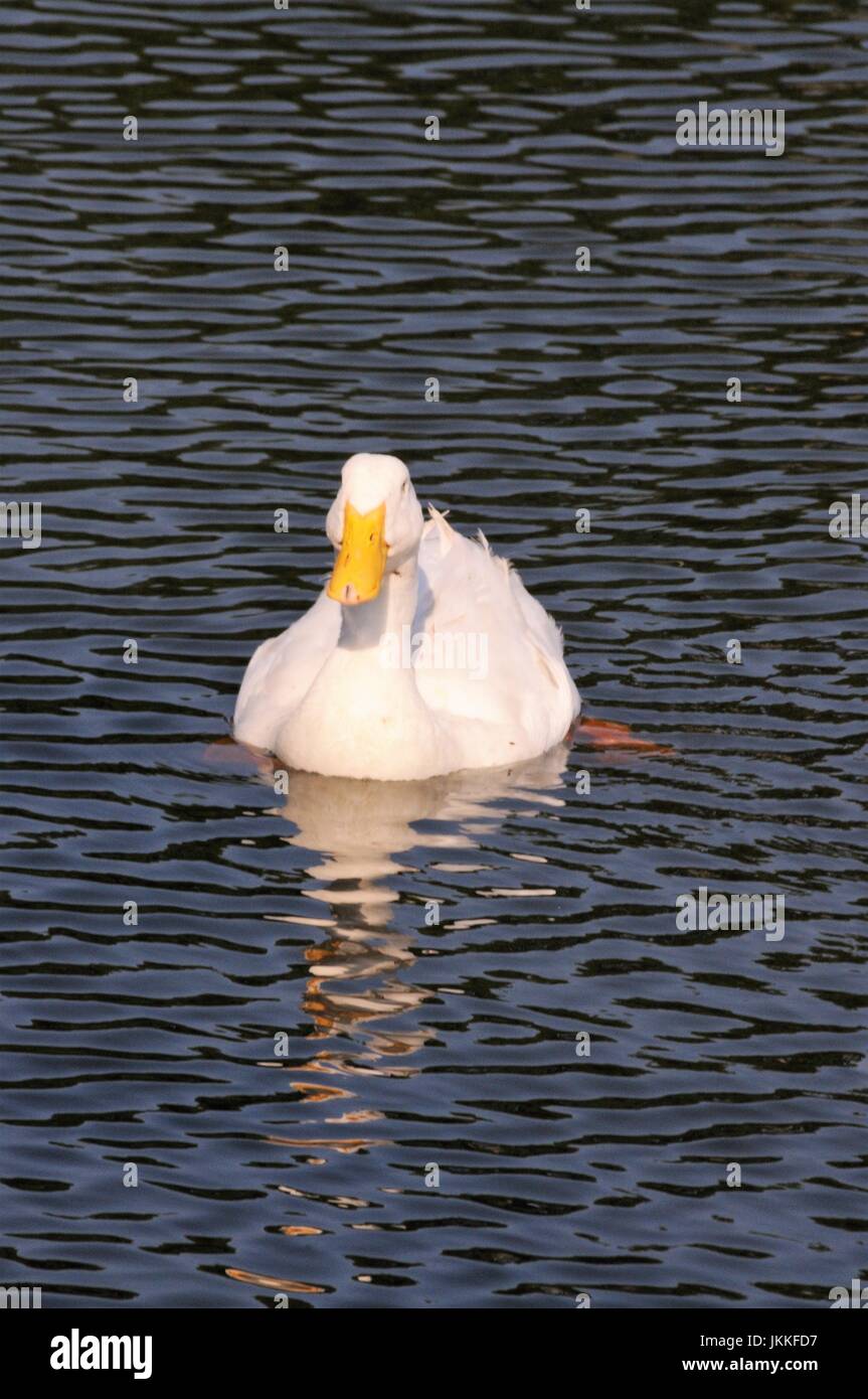 Peking Ente gemütlich schwimmen auf einem ruhigen Teich Stockfoto
