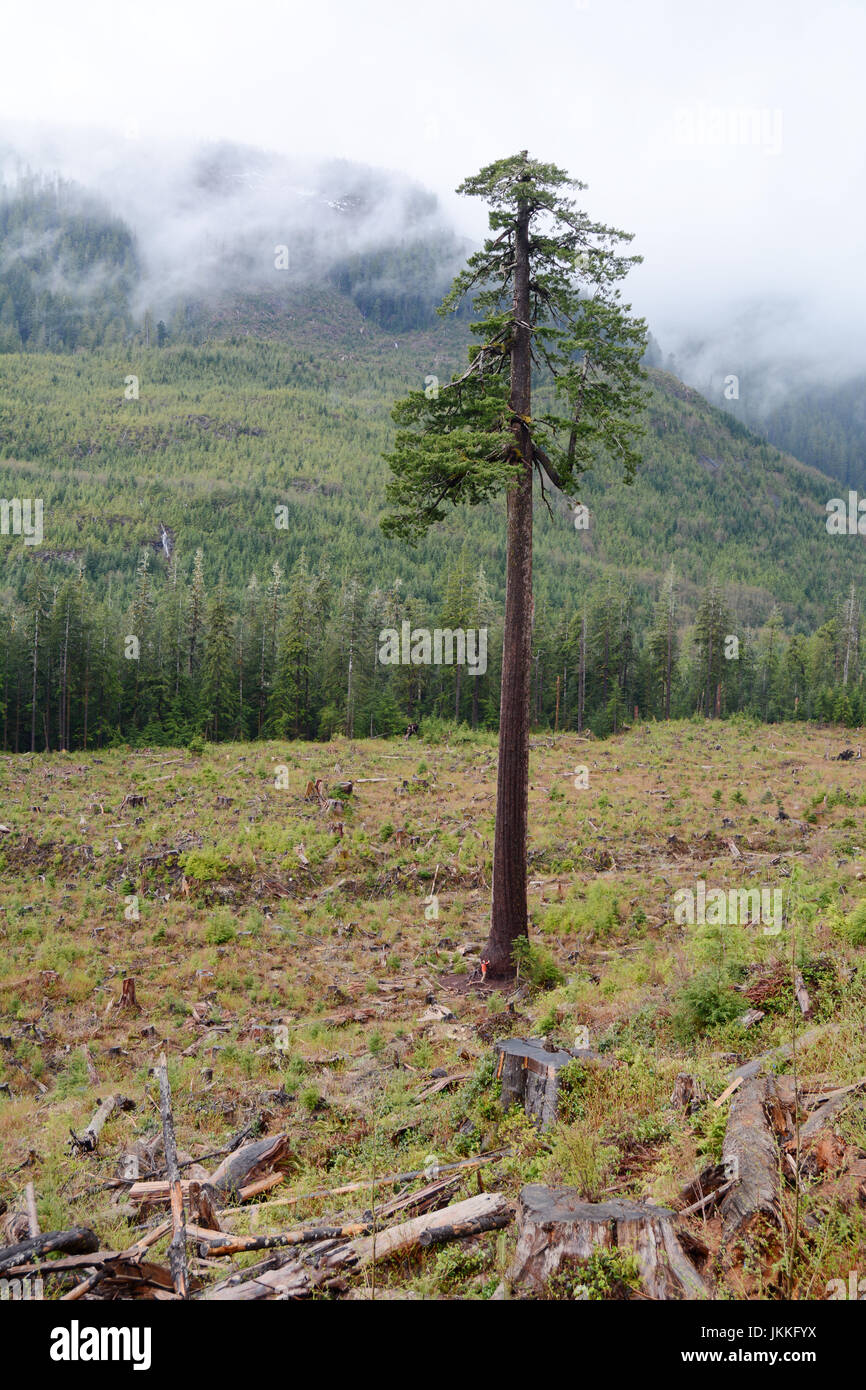 Ein kanadischer Umweltschützer stehen am Fuße des "Großen einsamen Doug," ein riesiger Douglasie in einen Kahlschlag in der Nähe von Port Renfrew, Britisch-Kolumbien, Kanada. Stockfoto