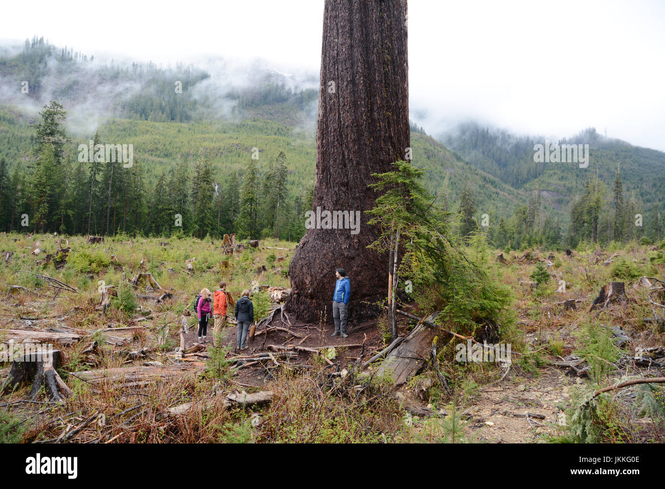 Kanadischer Umweltschützer stehen am Fuße des "Großen einsamen Doug," ein riesiger Douglasie in einen Kahlschlag in der Nähe von Port Renfrew, Britisch-Kolumbien, Kanada. Stockfoto