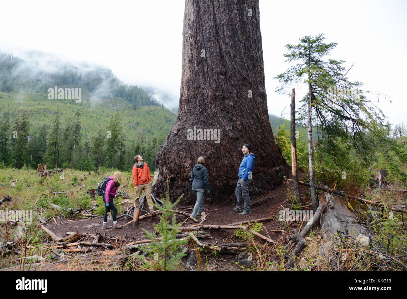 Kanadischer Umweltschützer stehen am Fuße des "Großen einsamen Doug," ein riesiger Douglasie in einen Kahlschlag in der Nähe von Port Renfrew, Britisch-Kolumbien, Kanada. Stockfoto