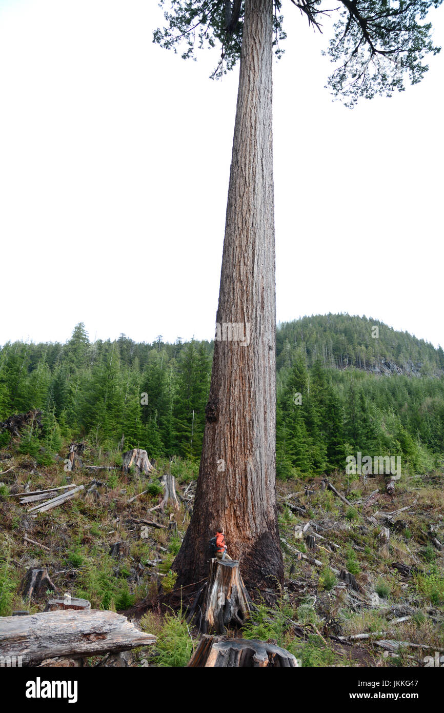 Ein kanadischer Umweltschützer stehen am Fuße des "Großen einsamen Doug," ein riesiger Douglasie in einen Kahlschlag in der Nähe von Port Renfrew, Britisch-Kolumbien, Kanada. Stockfoto