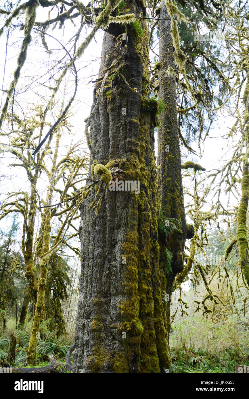 Die San Juan Fichte, ein Riese, alte Sitka Fichte Baum im Regenwald in der Nähe von Port Renfrew, Britisch-Kolumbien, Kanada. Stockfoto