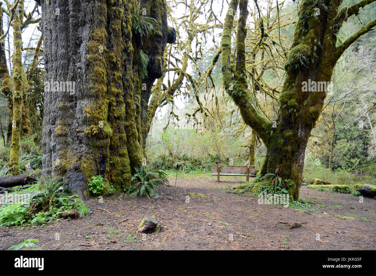 Die San Juan Fichte (links), ein Riese, alte Sitka Fichte Baum im Regenwald in der Nähe von Port Renfrew, Britisch-Kolumbien, Kanada. Stockfoto