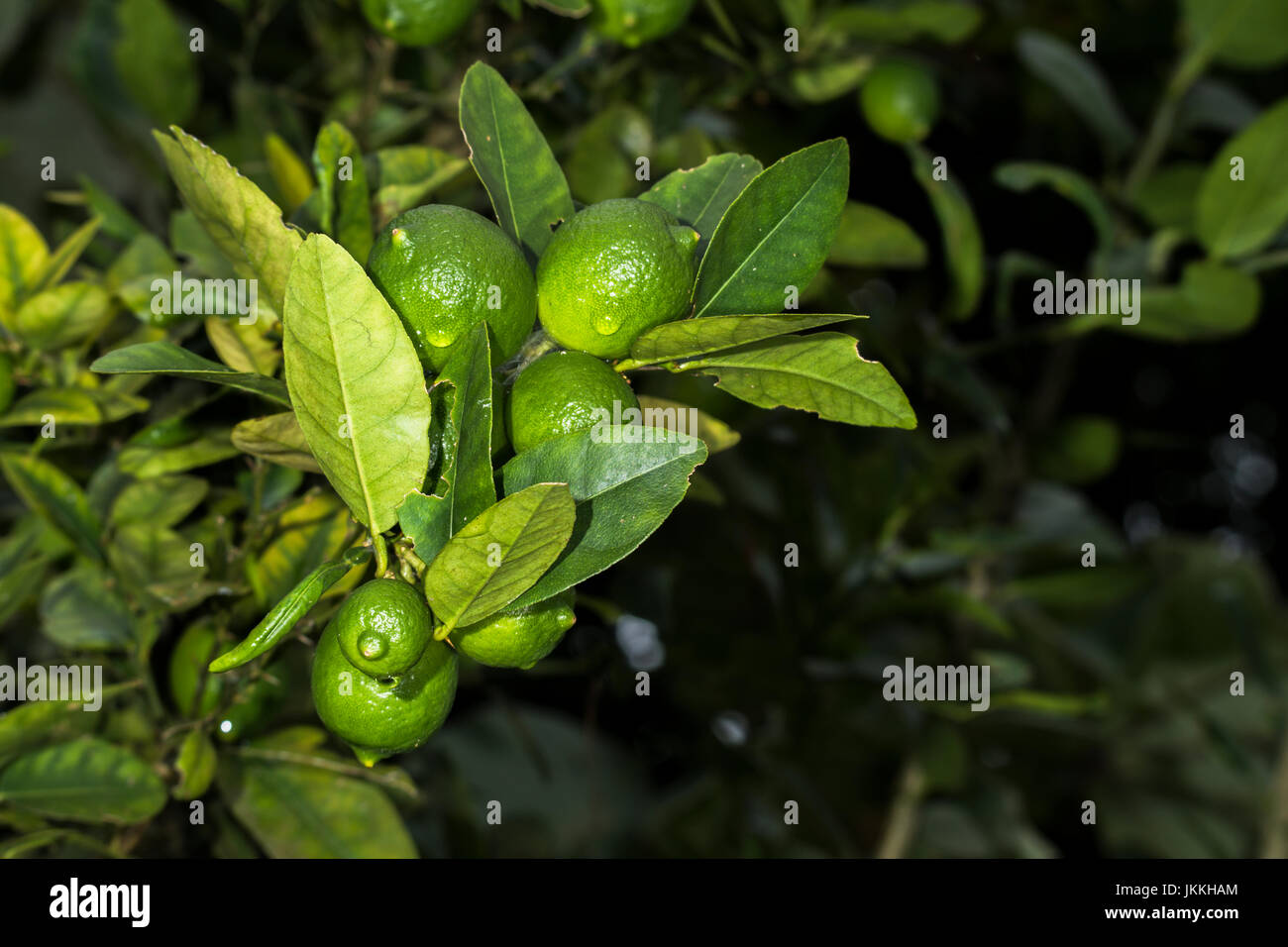 Mehreren Grün Kalk Zitrusfrüchte auf einem Baum frisch mit ein paar Regentropfen Stockfoto