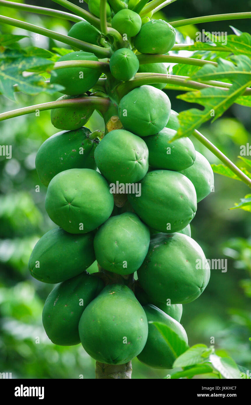 Baum mit vielen grünen Papaya-Früchte Aufnahme in Panama Stockfoto