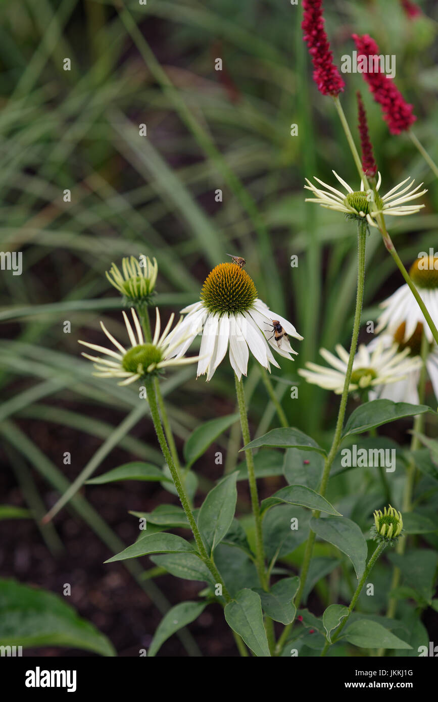 Weißer Blütenkäfer, Echinacea purpurea, mit unscharf Hintergrund im Nordwesten englands Stockfoto