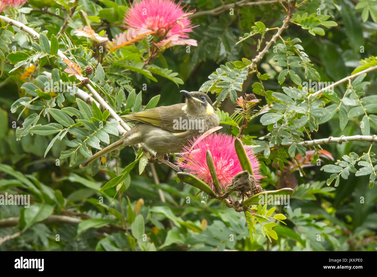 Lewins Honigfresser, Meliphaga Lewinii am Lake Barrine, Queensland, Australien Stockfoto