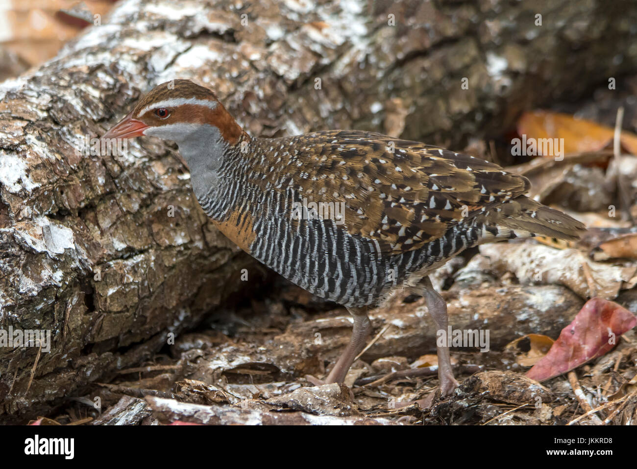 Buff-banded Schiene, Gallirallus Philippensis auf Green Island, Queensland, Australien Stockfoto