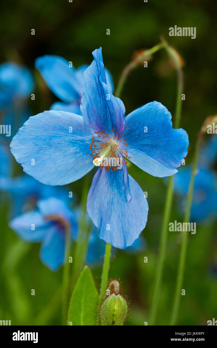 Große und spektakuläre lebendige blaue Blume Meconopsis Sorte, tibetische blauer Mohn, Hintergrund von grünem Laub und kleinere blaue Blumen Stockfoto
