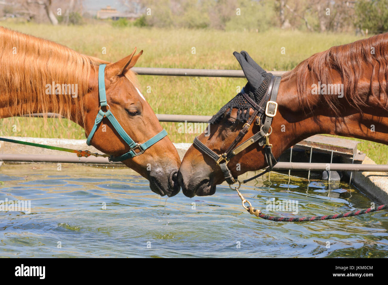 Nahaufnahme von zwei Pferden Nase an Nase mit einem wassertrog Stockfoto