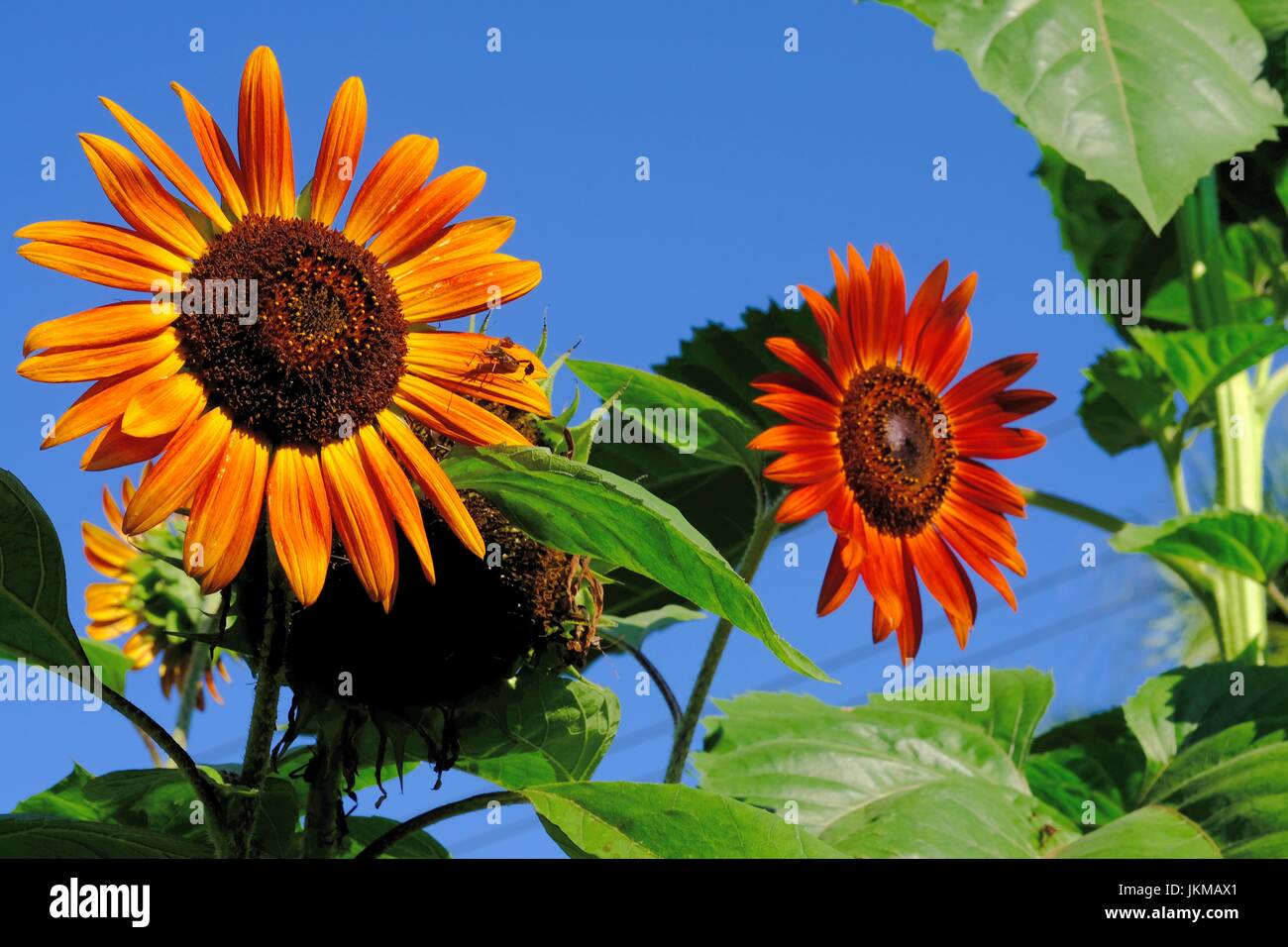 Gelbe und rote Sonnenblumen Stockfoto