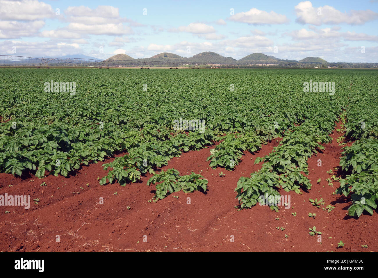 Kartoffelpflanzen im Reich beobachtet Boden in Feld nahe Yungaburra, Atherton Tableland, Queensland, Australien. Keine PR Stockfoto