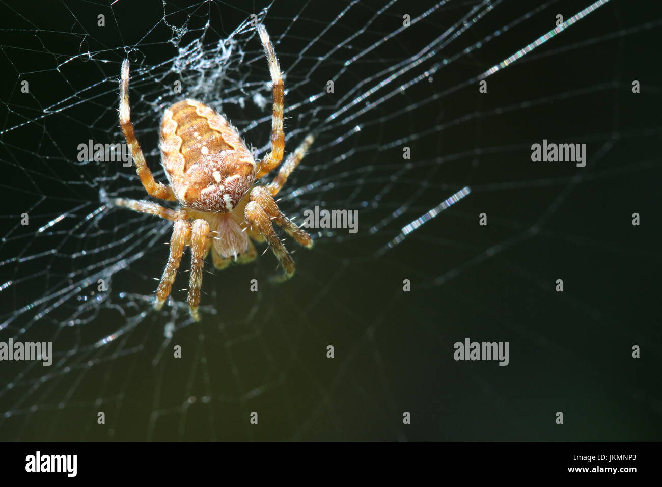 Orb Weaver Spider in UK Garten mit Web- und dunklem Hintergrund Stockfoto