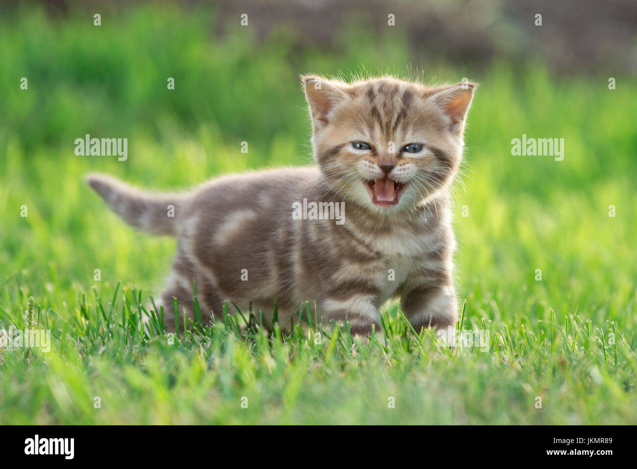 Kleine Kätzchen Katze miauen auf der grünen Wiese Stockfoto