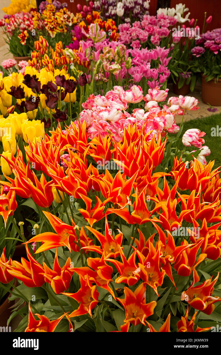 Spektakuläres Feuerwerk der Masse gepflanzt Tulpen mit ungewöhnlichen & spektakuläre Blüten, rosa gestreift mit weiß, rot, gelb, Orange gefärbt mit gold Stockfoto