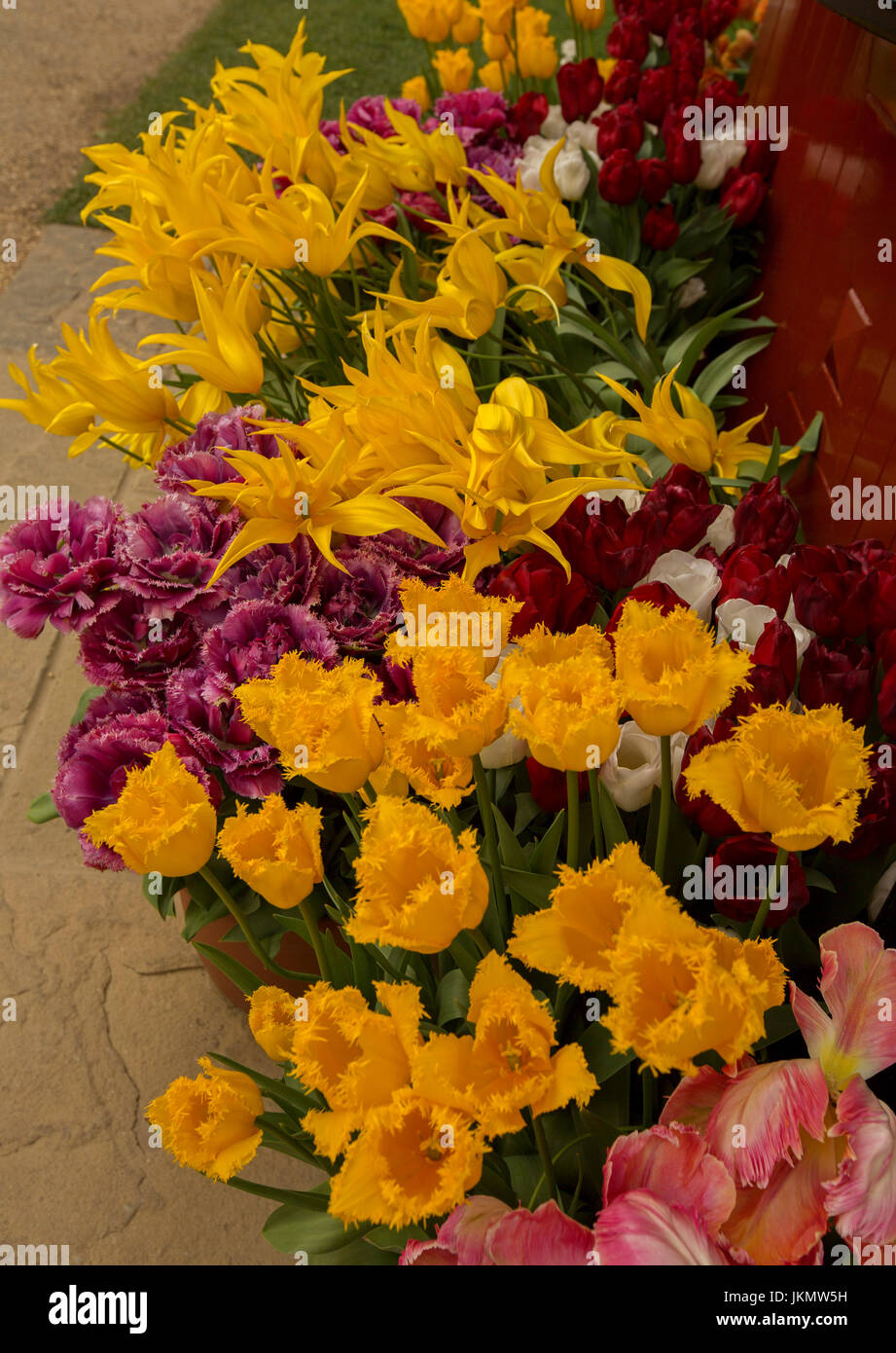 Masse gepflanzt Tulpen mit ungewöhnlichen und spektakulären Blumen - Tulpen mit doppelten roten Blüten und Rüschen eingefasst goldene gelbe Blüten, im englischen Garten Stockfoto