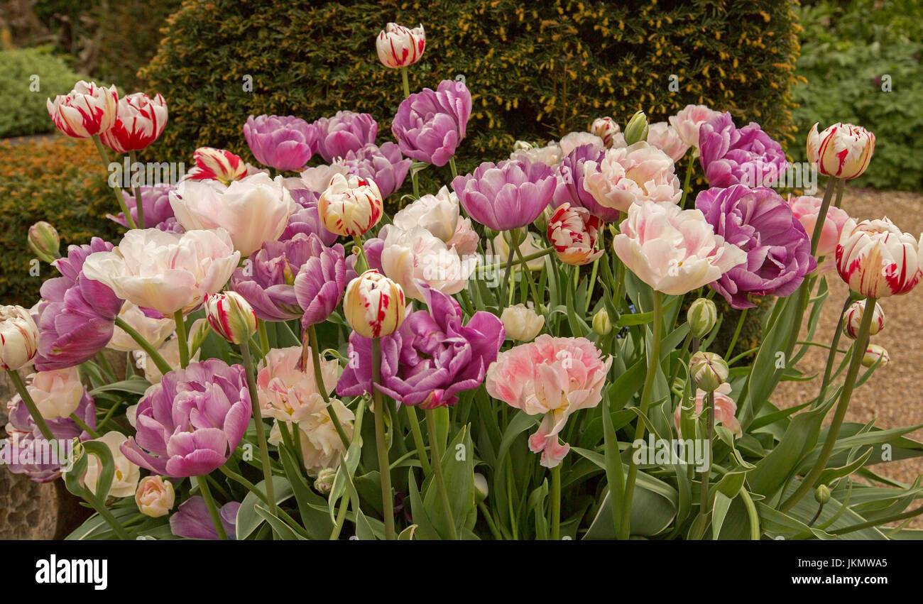 Masse Tulpen mit ungewöhnlichen und spektakulären gefüllte Blüten - rosa, lila und weiß, im englischen Garten gepflanzt Stockfoto