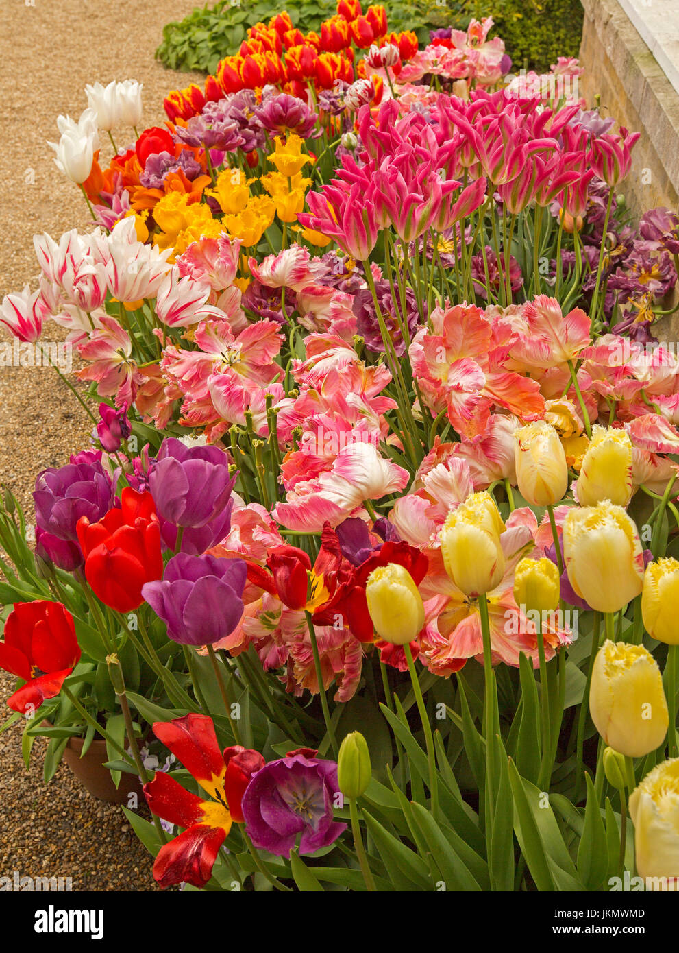 Gartenbeet überlastet mit spektakulären und ungewöhnliche Tulpen, inkl. rot, lila, gelb, orange, rosa und weißen Blüten Stockfoto