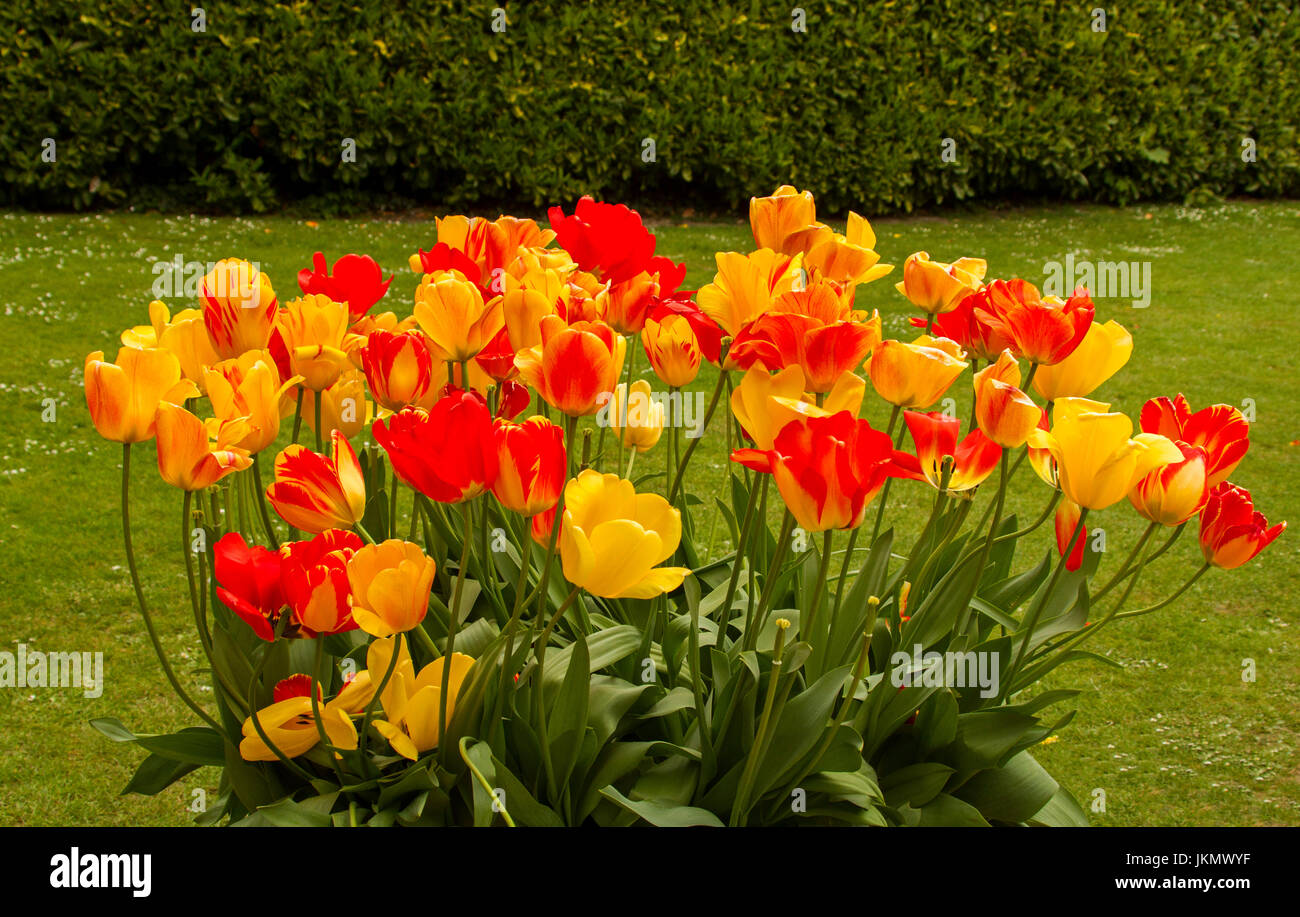 Cluster von lebhaft orange, gelbe und rote Tulpen wachsen im Garten neben grünen Rasen und Hecke im englischen Garten Stockfoto