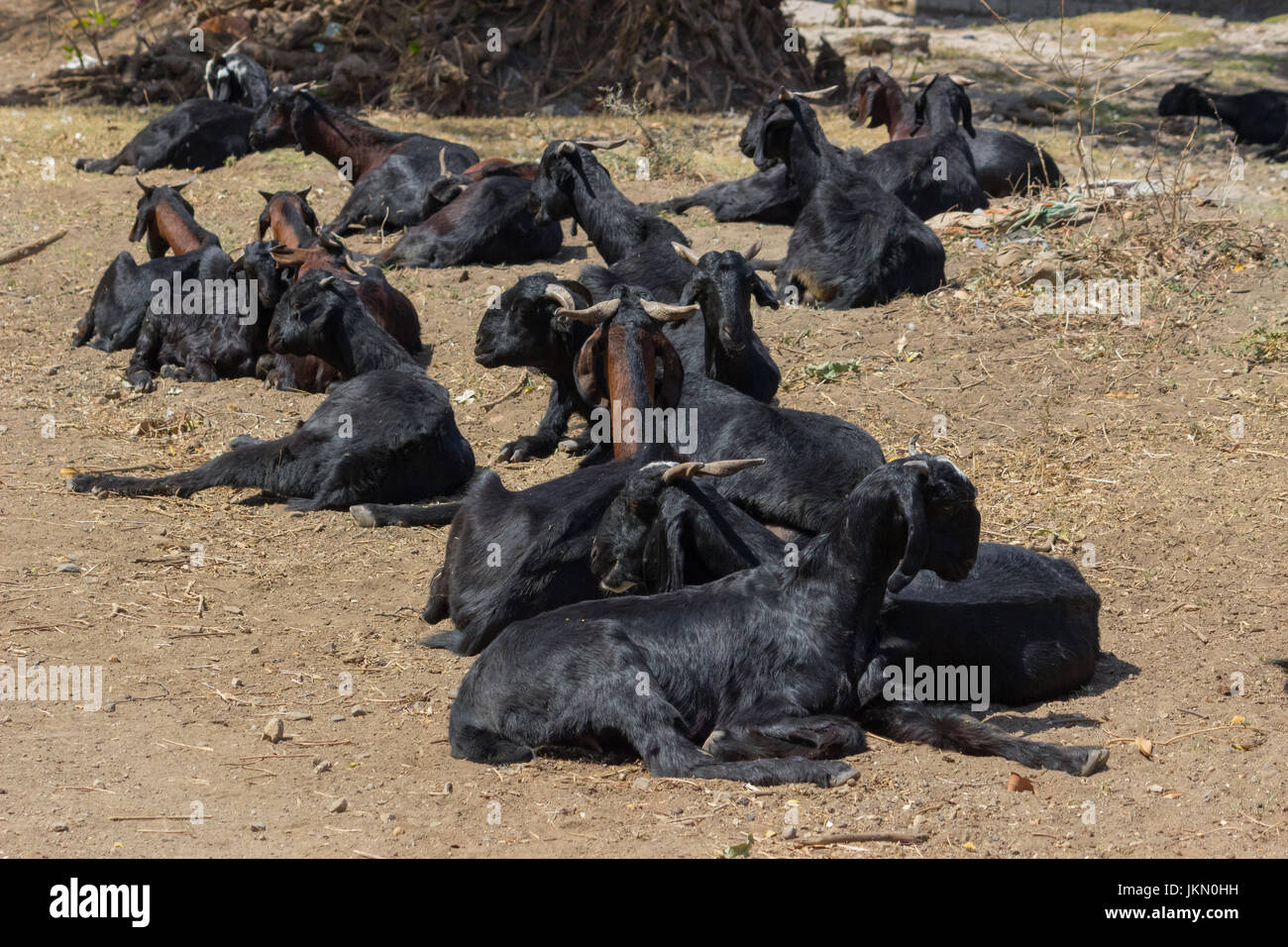 Indische Ziegen Herde Stockfoto