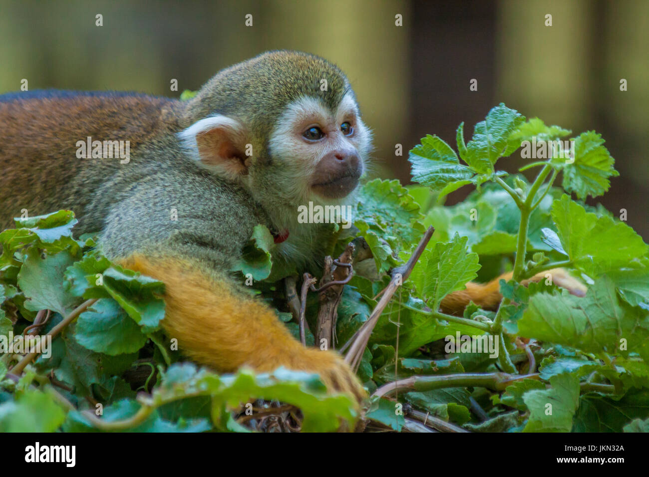 Squirrel Monkey ruht auf einem Busch. Stockfoto