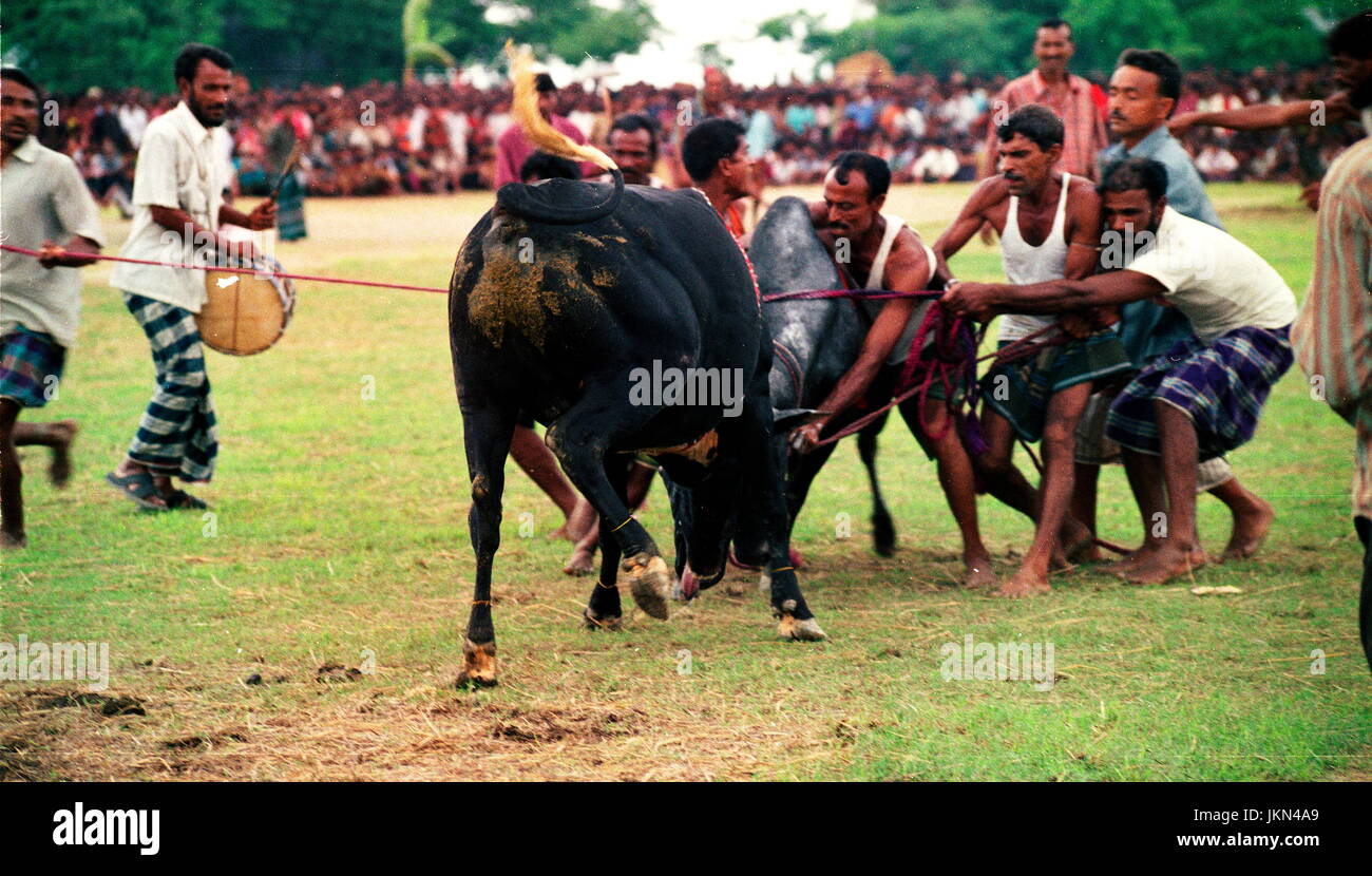 STIERKAMPF IST EINES DER INTERESSANTEN UND SPANNENDEN SPIEL IM BIL UND HAOR DER LÄNDLICHEN BANGLADESH WÄHREND HUNDERTEN VON JAHREN DIE TROCKENE SAISON STATTFINDET. Stockfoto