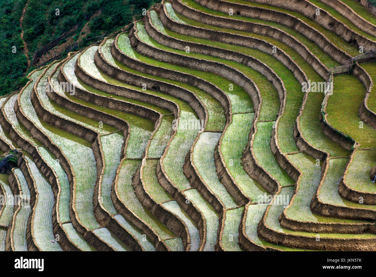 Malerische Aussicht auf die Reisfelder in der Nähe von Sapa, Nord-Vietnam. Stockfoto