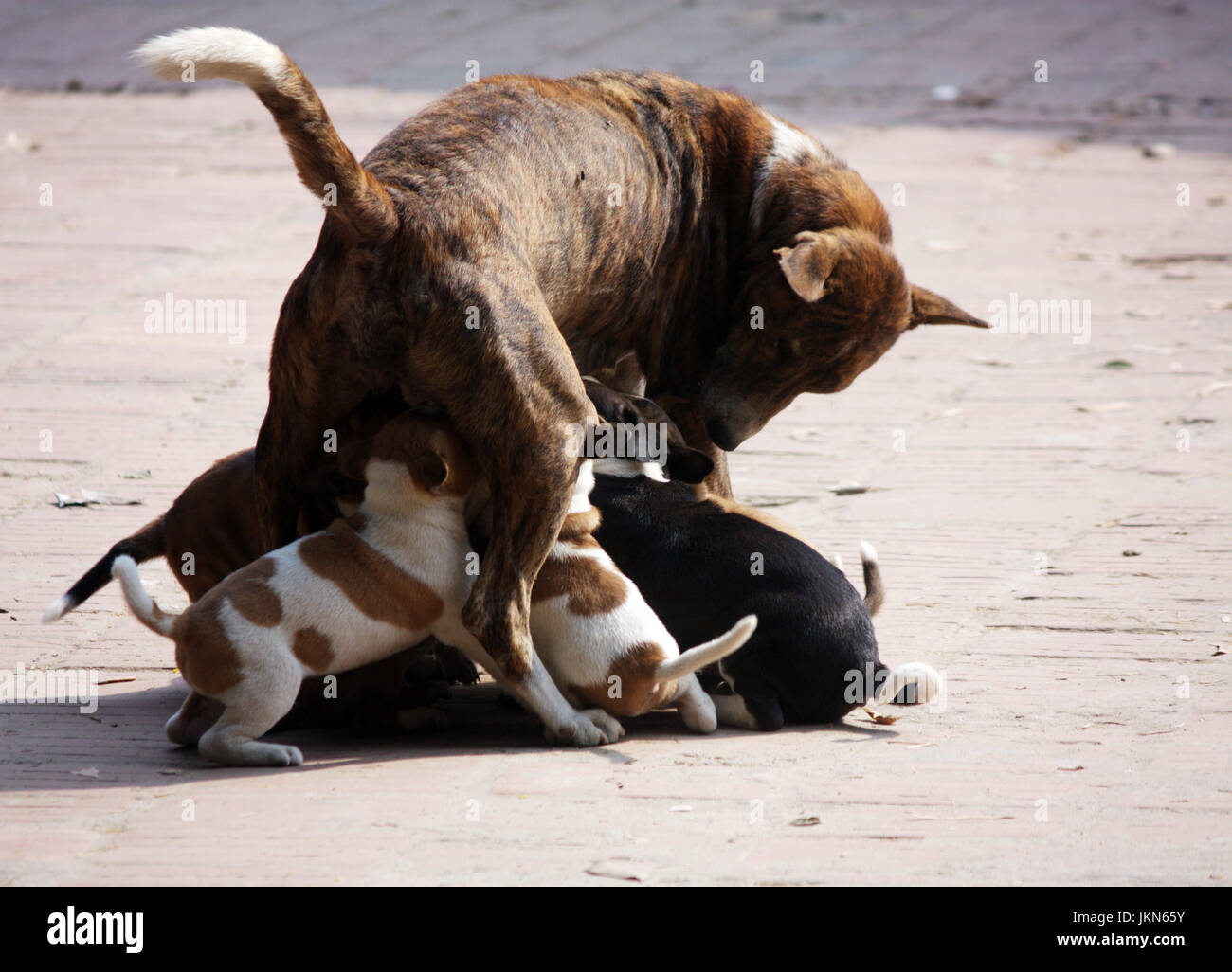 die Leute, Pegions, Hund mit Kinder Evry Körper sind Buisy auf ihren selbst Bedarf s für das Überleben auf den 1. Tag des Monats Dezember in Mega Stadt dhaka Stockfoto