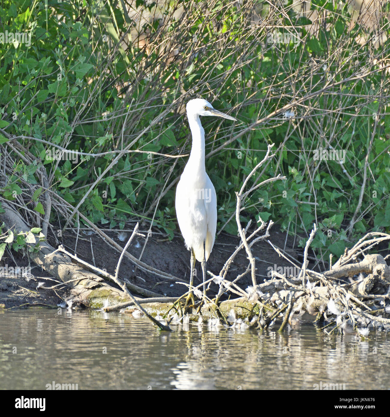 Langer wurm krallen -Fotos und -Bildmaterial in hoher Auflösung – Alamy