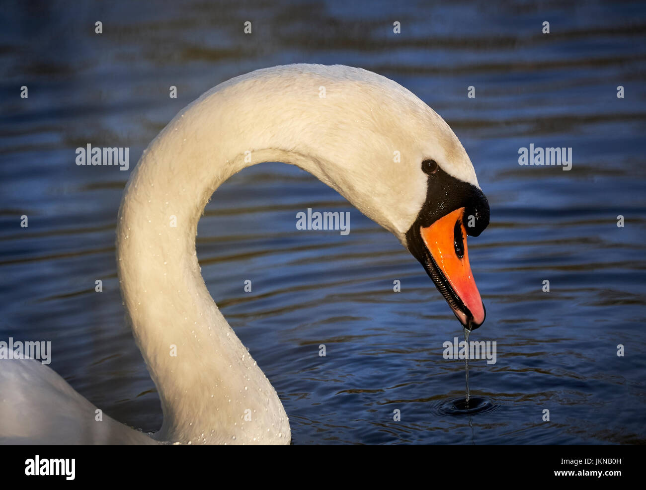 Swan-Kopf-Hals - Landschaft Farbe. Stockfoto