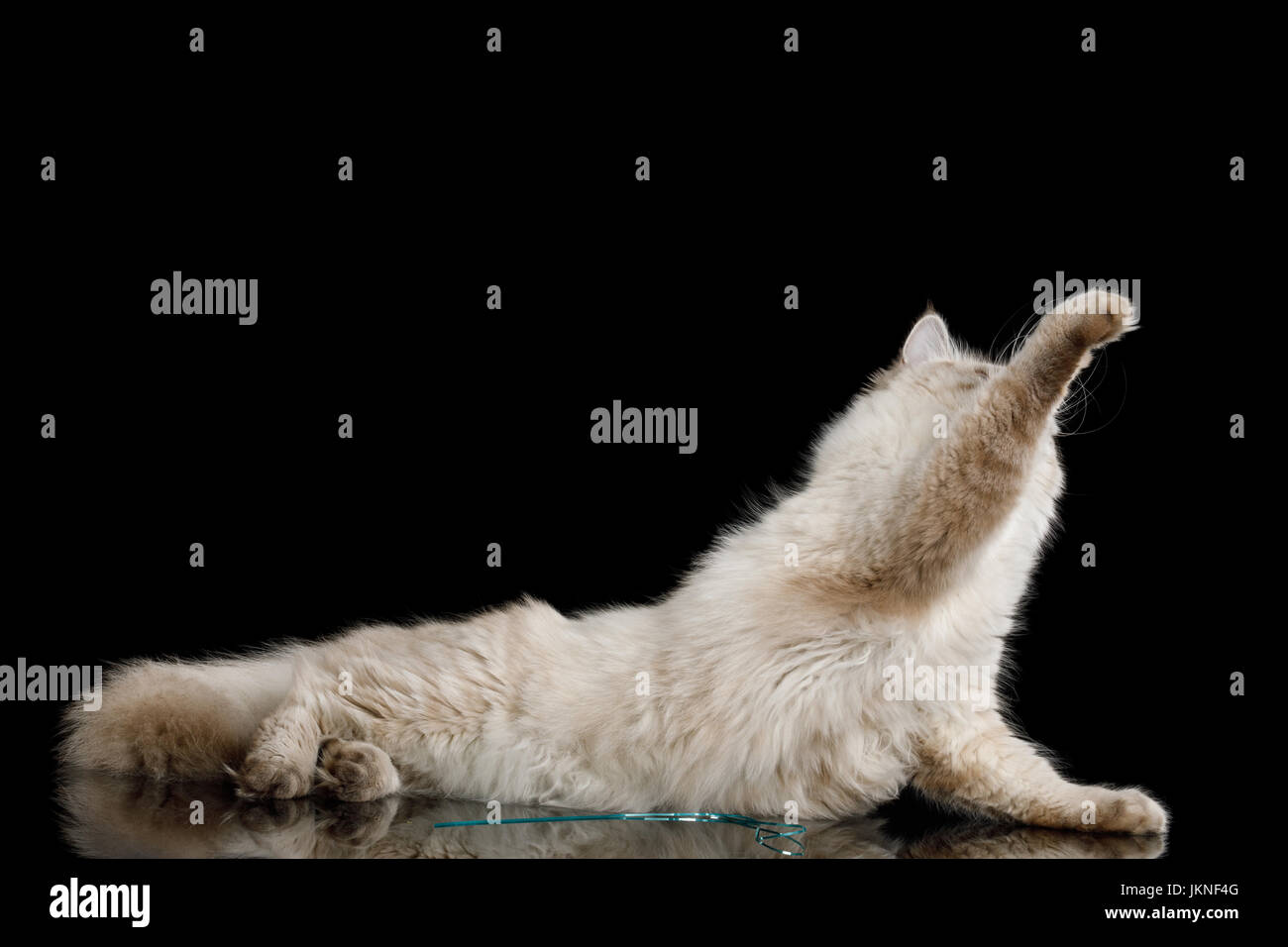 Neva Masquerade Katze auf schwarz Stockfoto