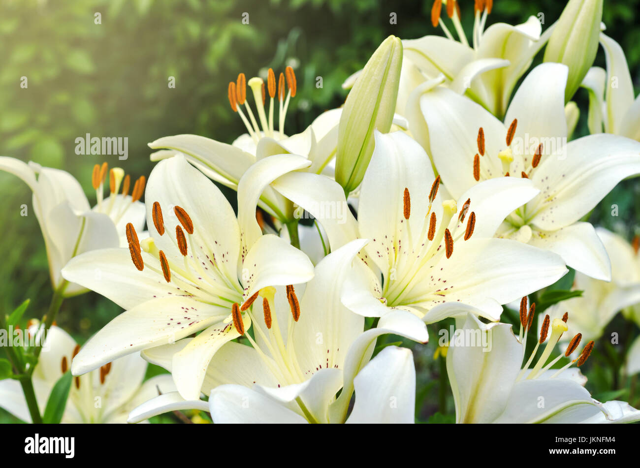 Hell blühenden Lilien Stockfoto