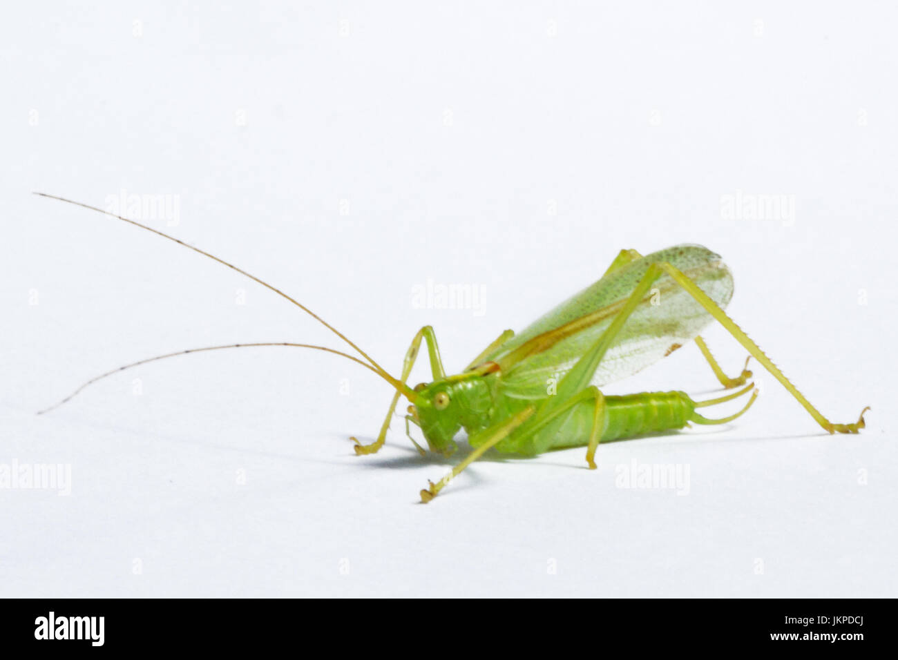 Green Bush Cricket auf weißem Hintergrund Stockfoto