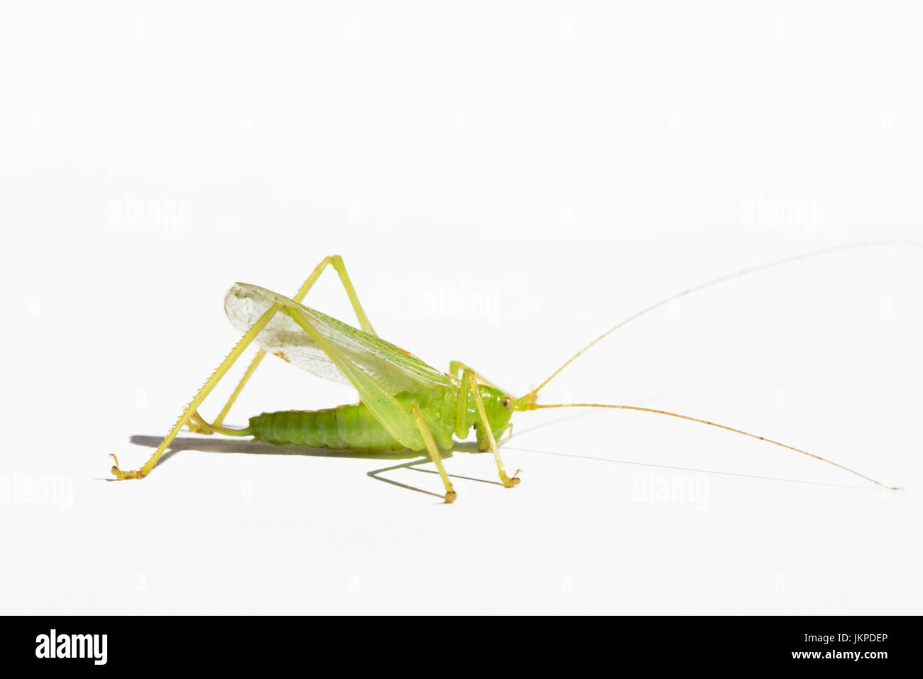 Green Bush Cricket auf weißem Hintergrund Stockfoto