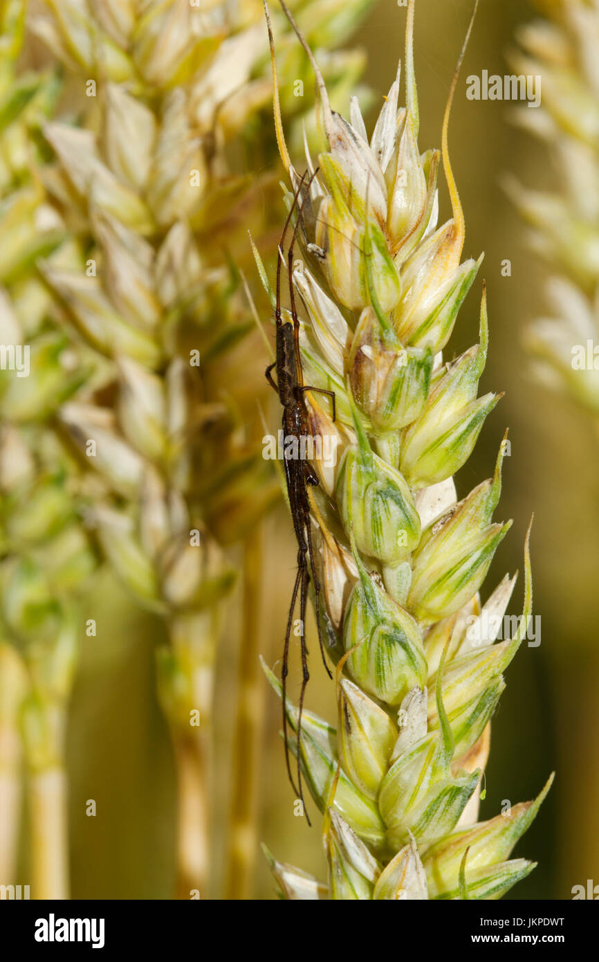 Biologische Schädlingsbekämpfung: dunkle Stretch-Spinne versteckt auf einem sprunghaften Anstieg von Weizen Stockfoto