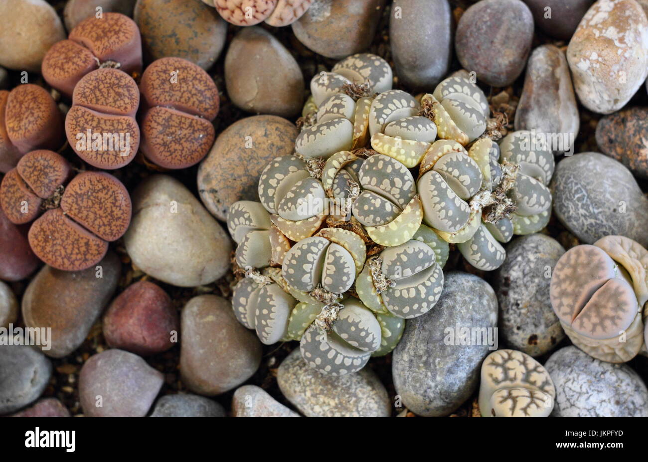 Lebendige Steine (lithops) sukkulenten Pflanzen in einer Kiesgrube gedeihen überstieg Miniatur Innengarten, Großbritannien Stockfoto