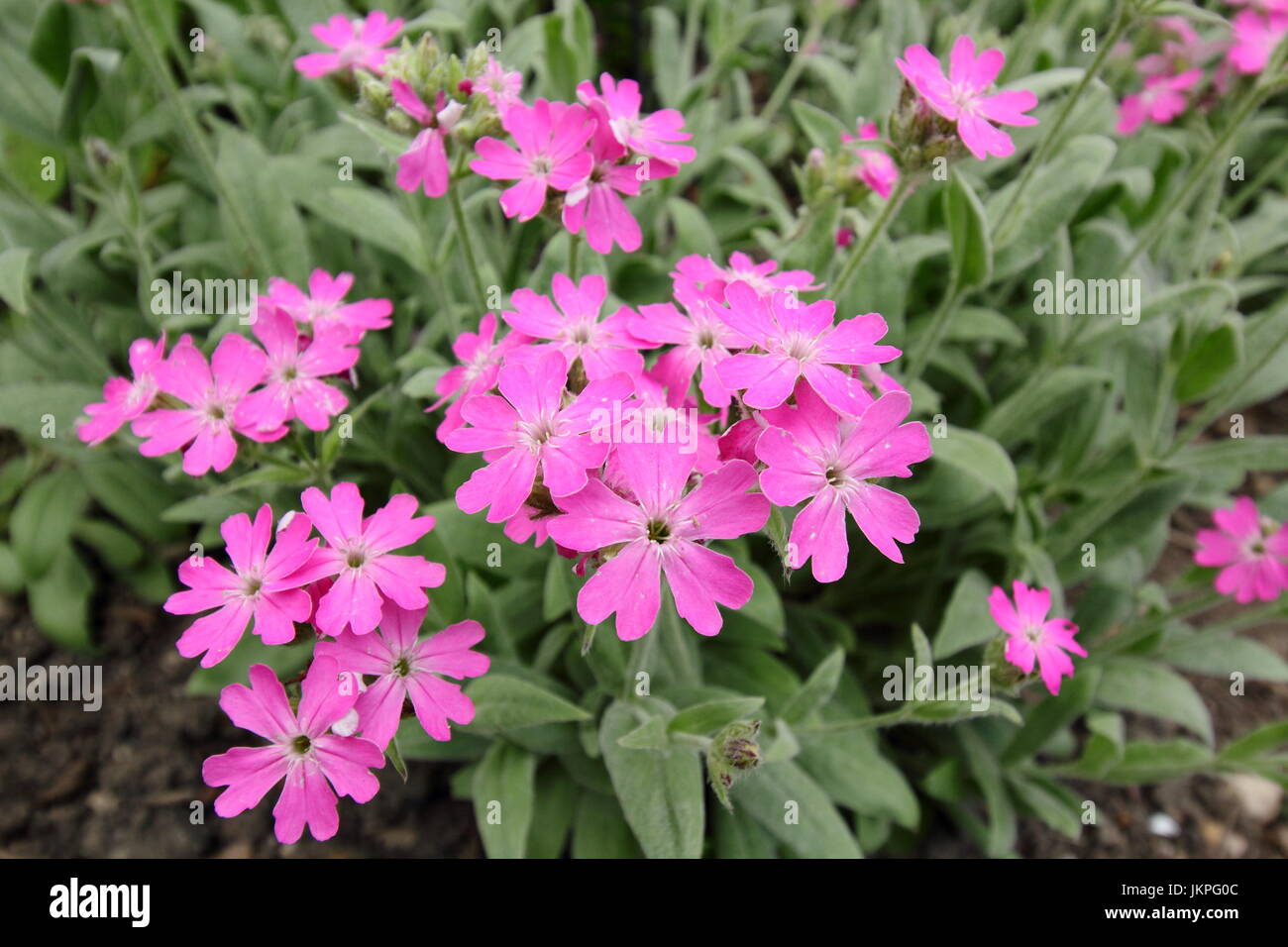 Blume des Jupiter (LYCHNIS FLOS-JOVIS), niedrig wachsende mehrjährige in voller Blüte in einen englischen Garten Grenze im Sommer - Juni Stockfoto