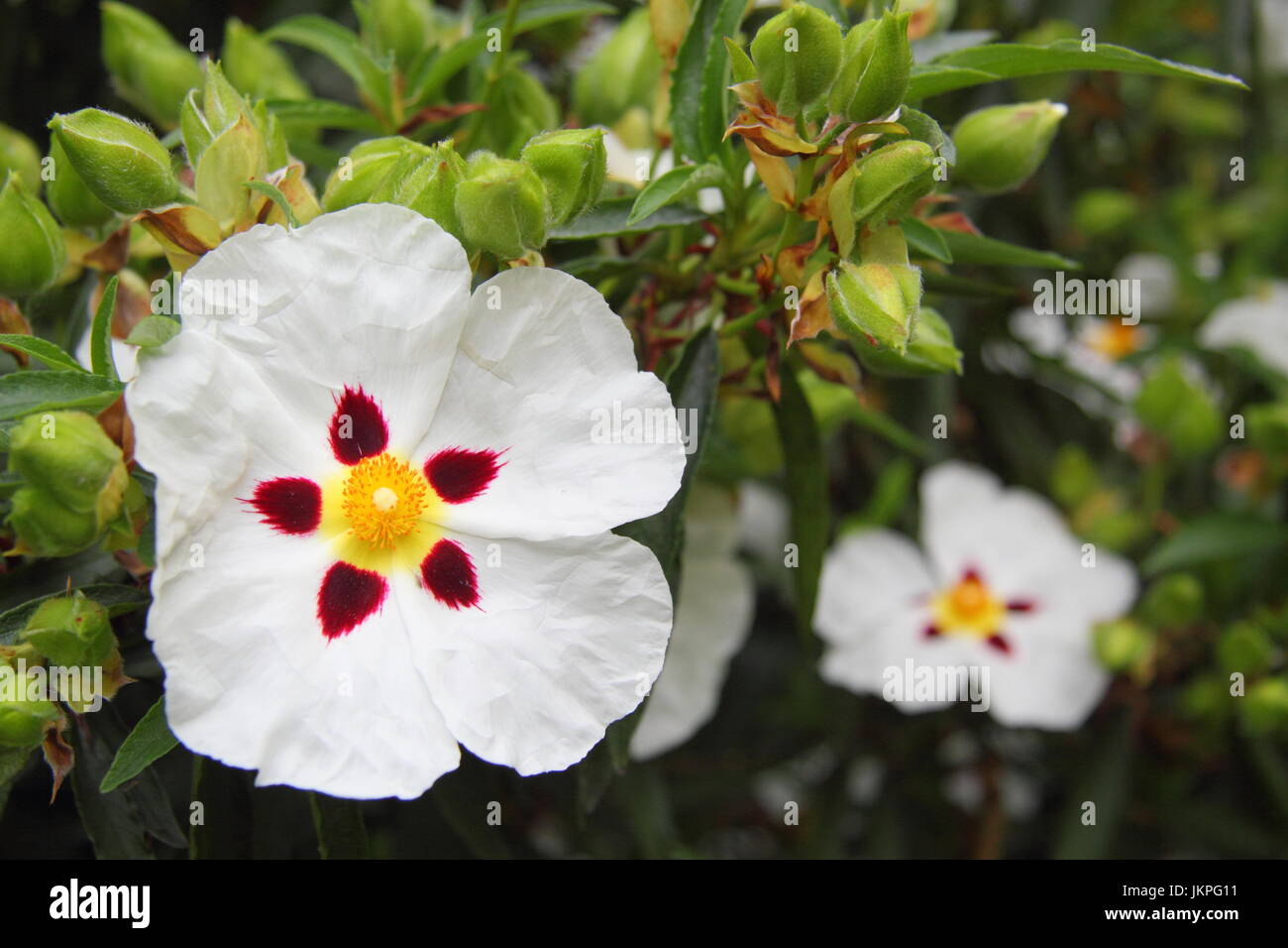 Gefleckte White Rock rose (Cistus X aguilari Maculatus) Blüte im Hochsommer (Juni) Stockfoto