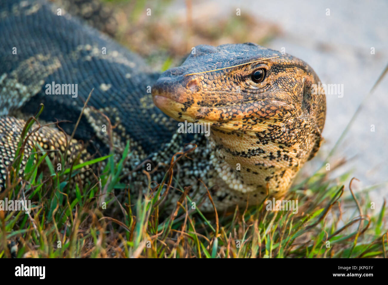 Varanus Salvator am Boden neben Fluss Stockfoto