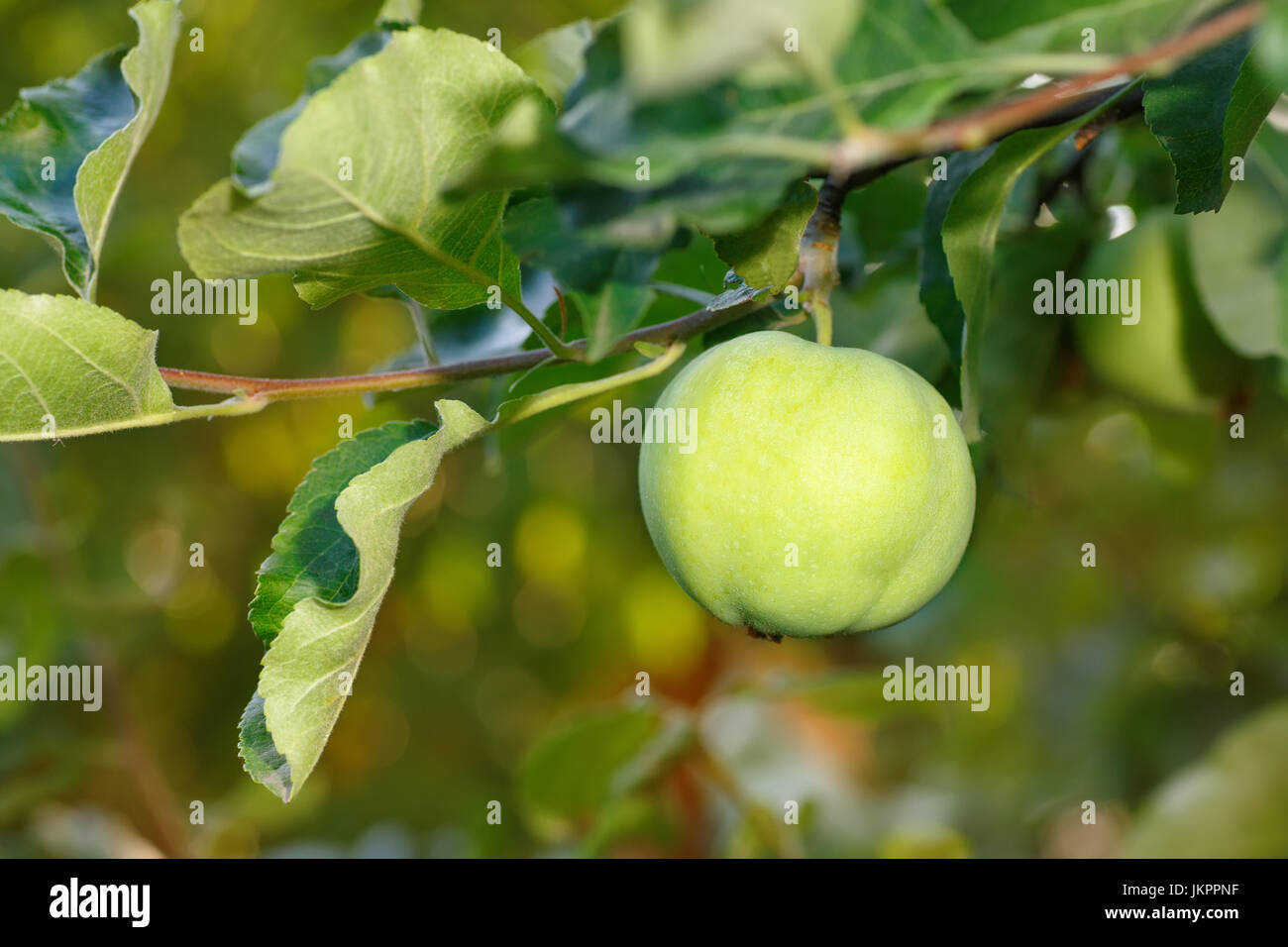 Grüner Apfel auf einem Ast Stockfoto
