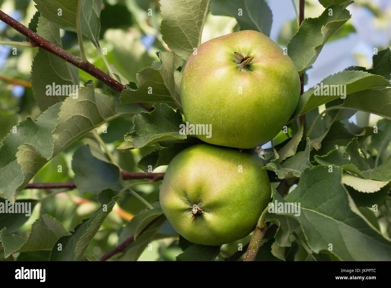 grüne Äpfel auf einem Ast Stockfoto