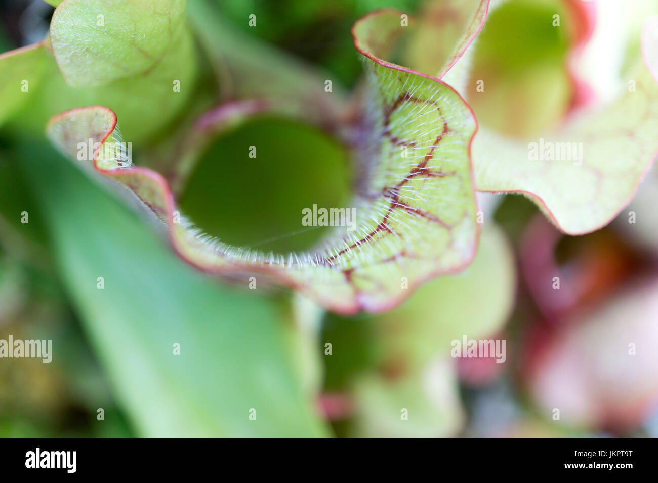 Fleischfressende Pflanzen, Glasgow Botanic Gardens. Schottland, Großbritannien. Stockfoto