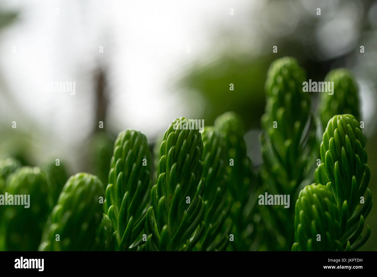 Fleischfressende Pflanzen, Glasgow Botanic Gardens. Schottland, Großbritannien. Stockfoto