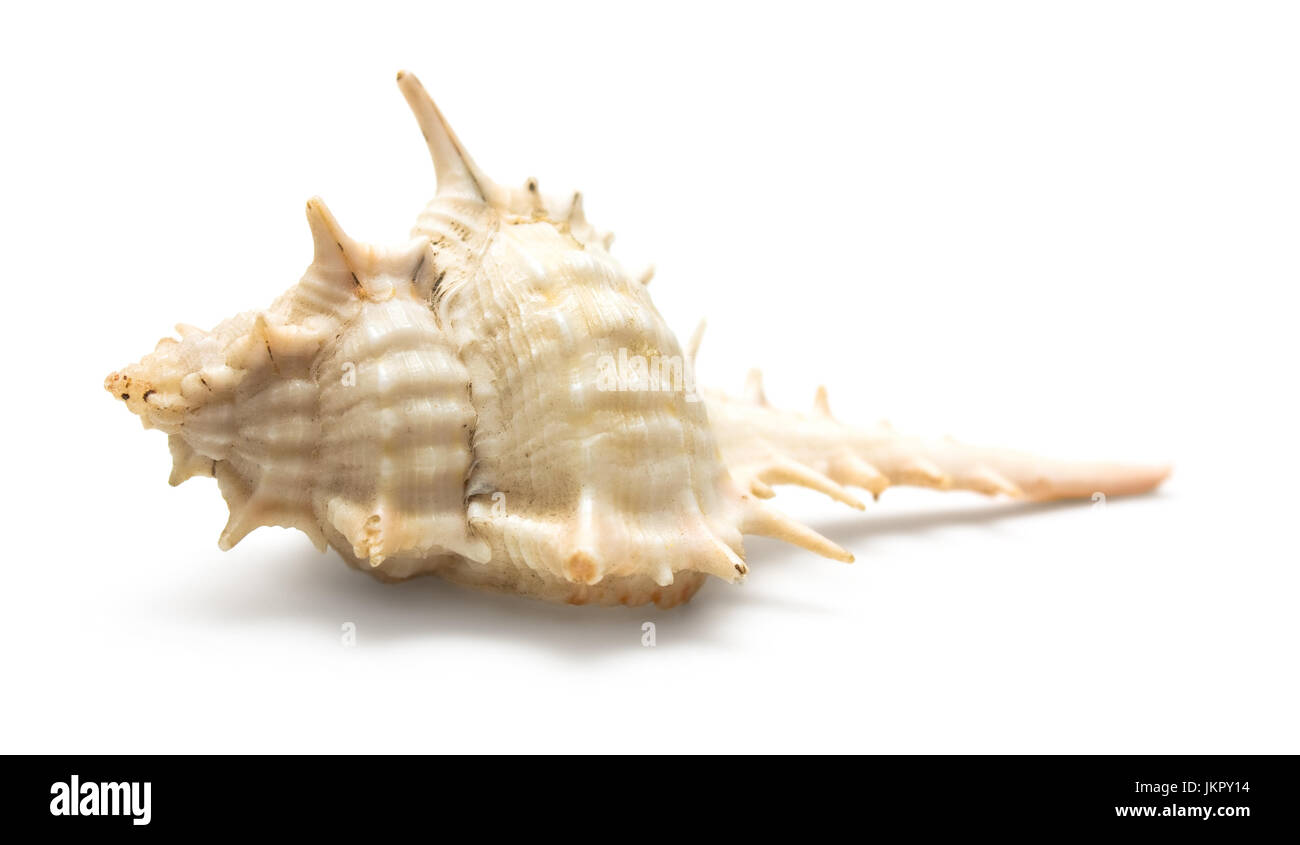 Seashell isoliert auf weißem schließen sich Stockfoto