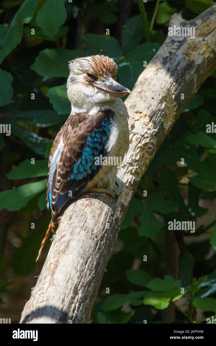 Ein Kookaburra-Vogel sitzend auf einem Ast eines Baumes. Stockfoto