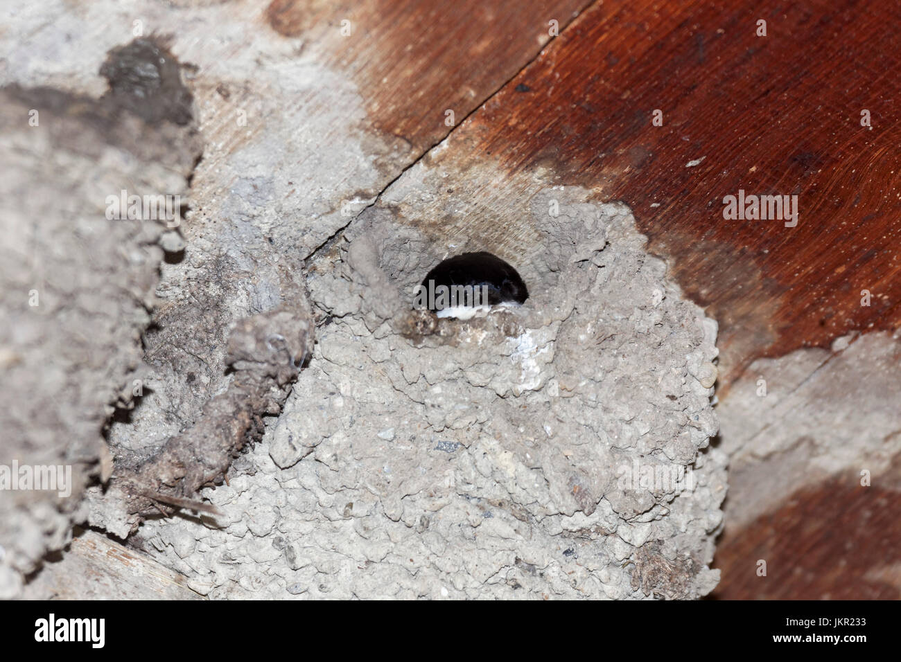 Das gemeinsame Haus Martin/s Nest in Lonjsko Polje, Kroatien Stockfoto