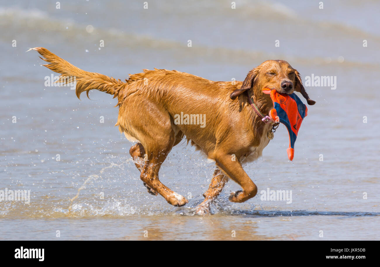 Brauner Hund laufen und spielen im Meer. Stockfoto