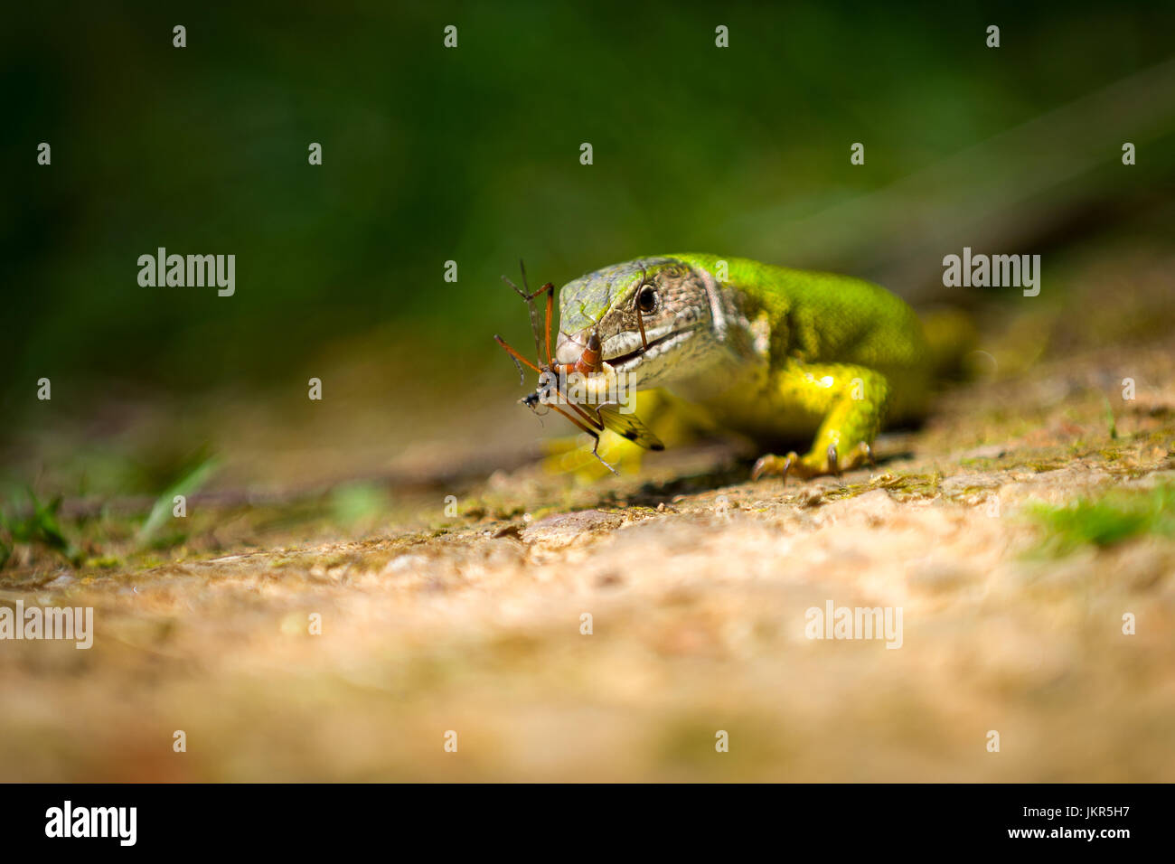 Europäische Grüne Eidechse Lacerta Viridis ernähren sich von Insekten Stockfoto