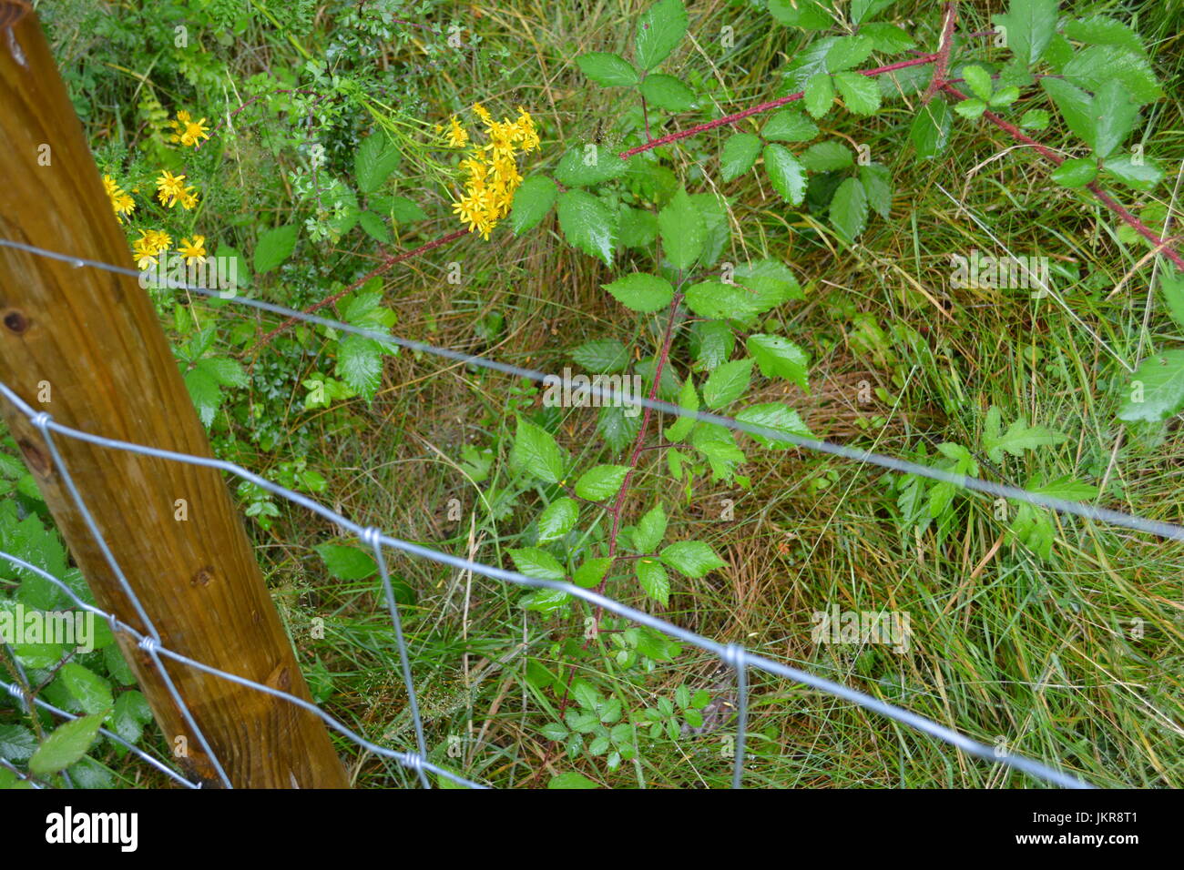Lager zaun Einzäunung mit Post aufrecht in Überwucherten reife wilden Garten mit Dornen wilden Blumen und Gras im Hintergrund re Grenze fechten UK Stockfoto